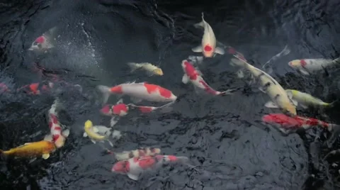 Many red carps in the pond Stock Footage 41151741