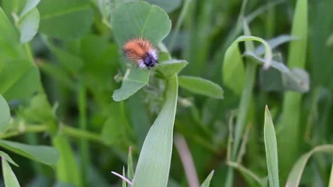 Many red caterpillars of the moth on the grass, Hemileuca maia, on the leaves. Stock Footage 204771223