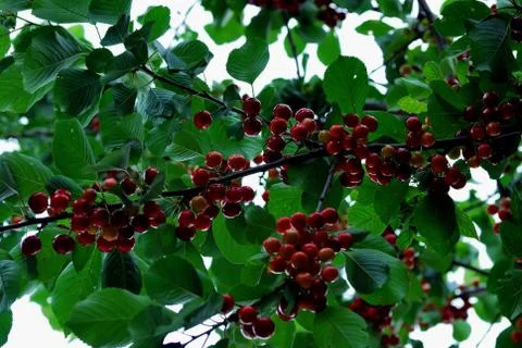 Many red cherries Stock Photos