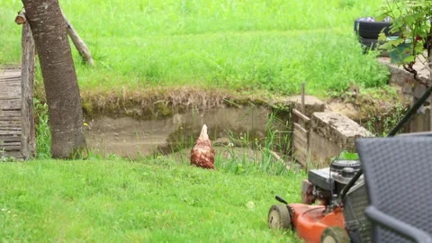 Many red chickens on a summer day in the village Stock Footage 323331646