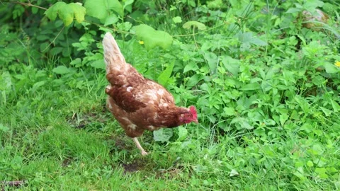 Many red chickens on a summer day in the village Vídeos de archivo 323331647