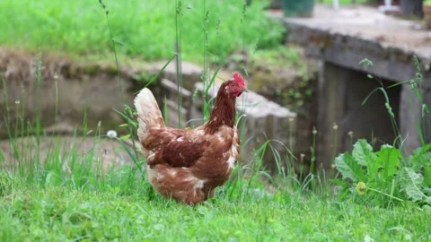 Many red chickens on a summer day in the village Stock Footage 323331649