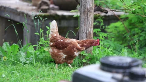Many red chickens on a summer day in the village Stock Footage 323331650