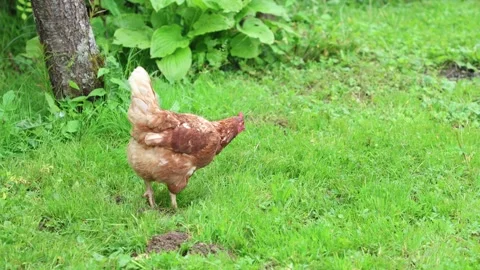 Many red chickens on a summer day in the village Stock Footage 323331651