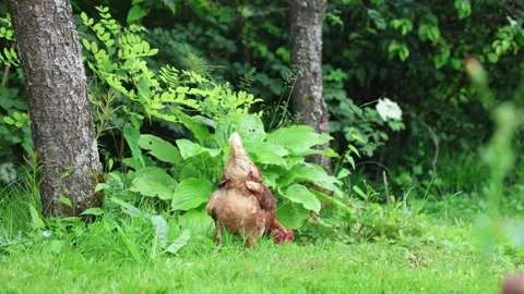 Many red chickens on a summer day in the village Stock Footage 323331698
