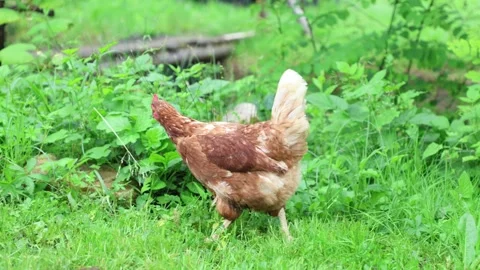 Many red chickens on a summer day in the village Stock Footage 323331700