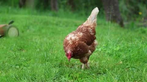 Many red chickens on a summer day in the village Stock Footage 323331702