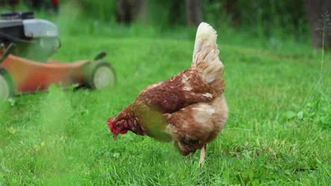 Many red chickens on a summer day in the village Stock Footage 323331706