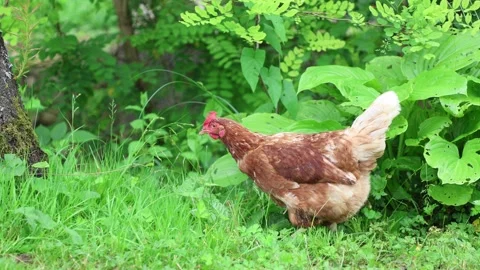 Many red chickens on a summer day in the village Stock Footage 323331709