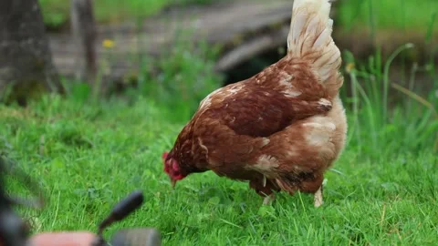Many red chickens on a summer day in the village Stock Footage 323331740