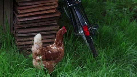 Many red chickens on a summer day in the village Stock Footage 323331741