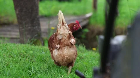 Many red chickens on a summer day in the village Stock Footage 323331742