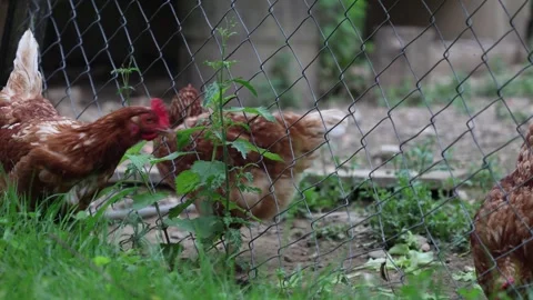 Many red chickens on a summer day in the village Stock Footage 323331764
