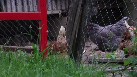 Many red chickens on a summer day in the village Stock Footage 323331765