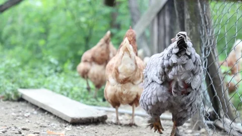 Many red chickens on a summer day in the village Video stock 323331766