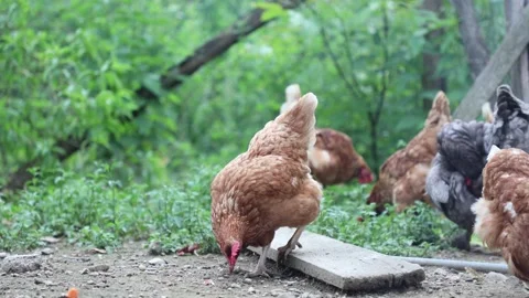 Many red chickens on a summer day in the village Stock Footage 323331767