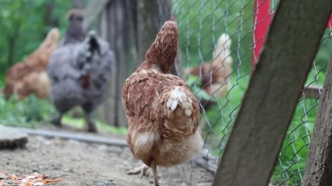 Many red chickens on a summer day in the village Stock Footage 323331791