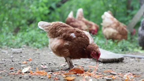 Many red chickens on a summer day in the village Stock Footage 323331792