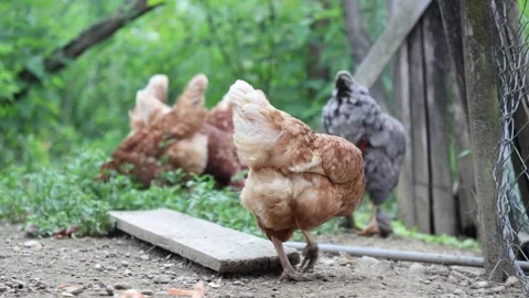 Many red chickens on a summer day in the village Stock Footage 323331793
