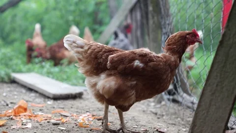 Many red chickens on a summer day in the village Video stock 323331794
