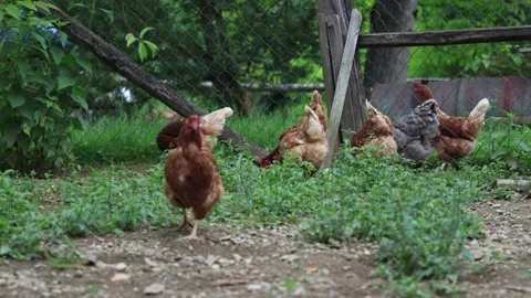 Many red chickens on a summer day in the village Stock Footage 323331795