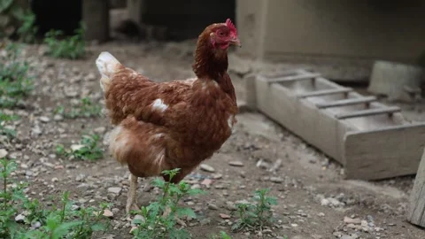 Many red chickens on a summer day in the village Stock Footage 323331818