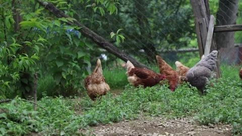 Many red chickens on a summer day in the village Stock Footage 323331819