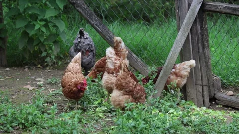 Many red chickens on a summer day in the village 스톡 동영상 323331824