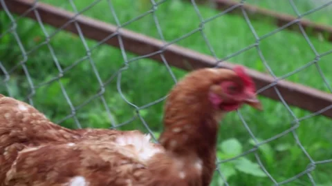 Many red chickens on a summer day in the village Video stock 323331854