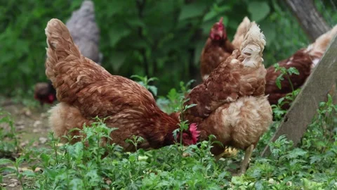 Many red chickens on a summer day in the village Stock Footage 323331862