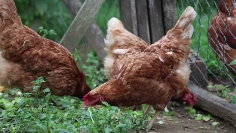 Many red chickens on a summer day in the village Stock Footage 323331863