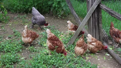 Many red chickens on a summer day in the village Stock Footage 323331882