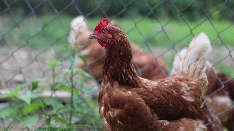 Many red chickens on a summer day in the village Video stock 323331884