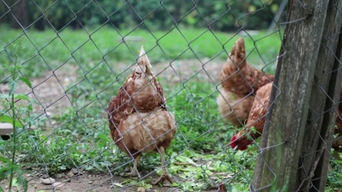 Many red chickens on a summer day in the village Video stock 323331900