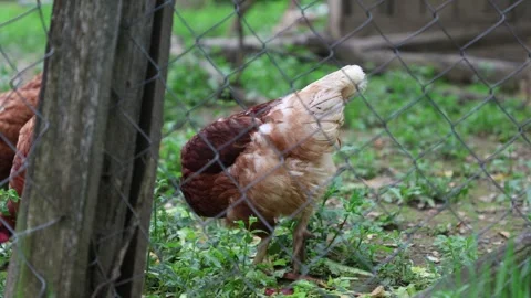 Many red chickens on a summer day in the village Video stock 323331905