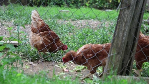 Many red chickens on a summer day in the village Stock Footage 323331906