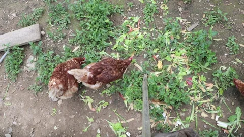 Many red chickens on a summer day in the village Video stock 323331908