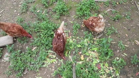 Many red chickens on a summer day in the village Stock Footage 323331923