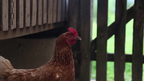 Many red chickens on a summer day in the village Video stock 323331944