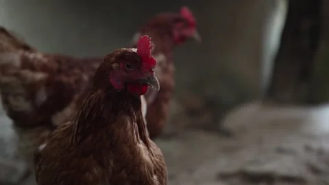 Many red chickens on a summer day in the village Stock Footage 323331945