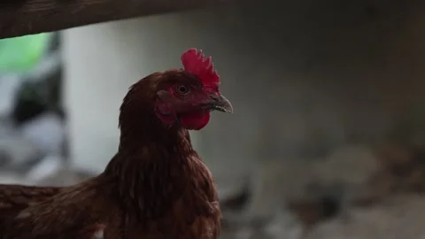 Many red chickens on a summer day in the village Video stock 323331957