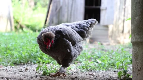 Many red chickens on a summer day in the village Stock Footage 323331959
