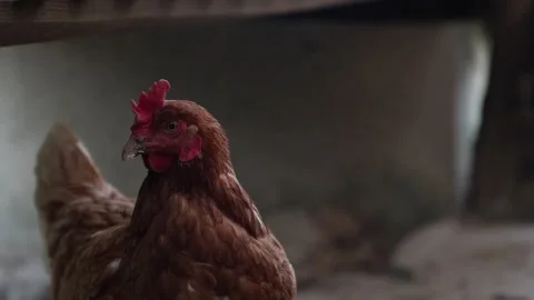 Many red chickens on a summer day in the village Stock Footage 323331960