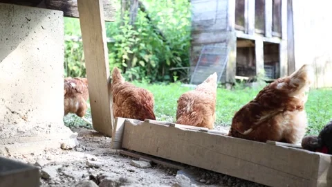 Many red chickens on a summer day in the village Stock Footage 323331970