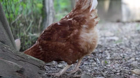 Many red chickens on a summer day in the village Stock Footage 323331975