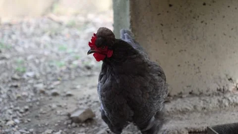 Many red chickens on a summer day in the village Stock Footage 323331976