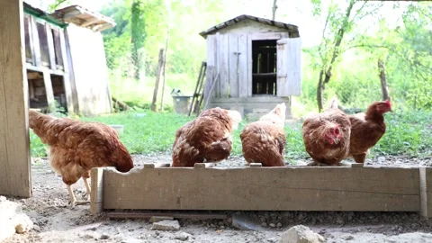 Many red chickens on a summer day in the village Video stock 323331994