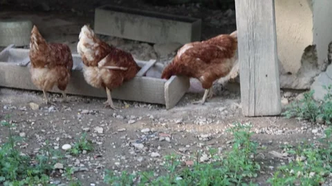Many red chickens on a summer day in the village Stock Footage 323332011