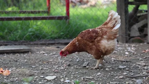 Many red chickens on a summer day in the village Stock Footage 323332012