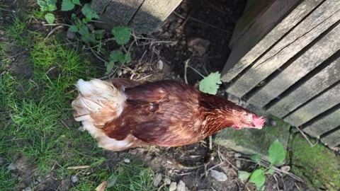 Many red chickens on a summer day in the village Video stock 323332014